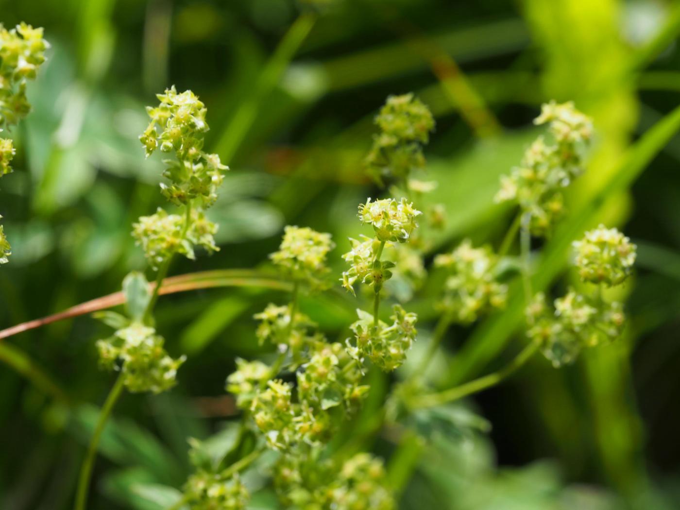 Lady's Mantle, Rock flower